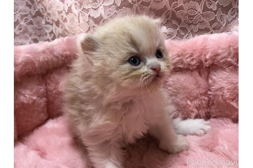 販売中の三重県のエキゾチックショートヘア-54513
