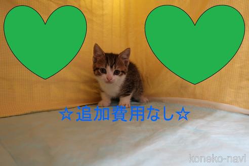 成約済の東京都のマンチカン(短足)-55439の1枚目