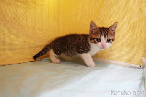 成約済の東京都のマンチカン(短足)-55439の4枚目