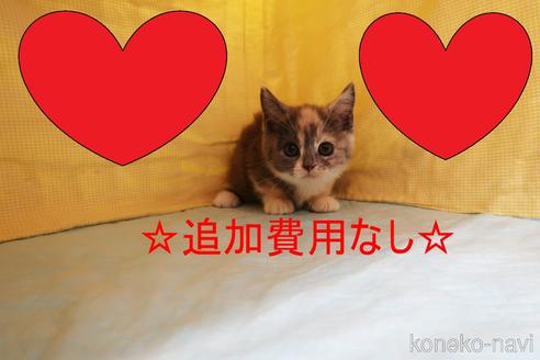 販売中の東京都のマンチカン(短足)-55441