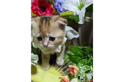 販売中の群馬県のスコティッシュフォールド(折れ耳)-53255