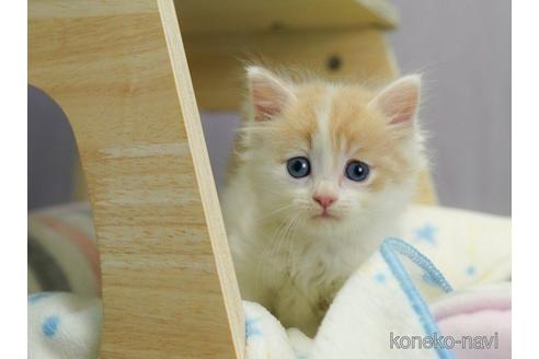 成約済の千葉県のノルウェージャンフォレストキャット-55575の4枚目