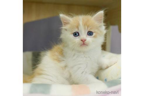 成約済の千葉県のノルウェージャンフォレストキャット-55575の1枚目