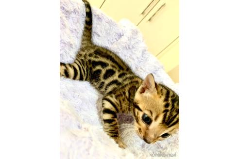 成約済の静岡県のベンガル-52975の71枚目