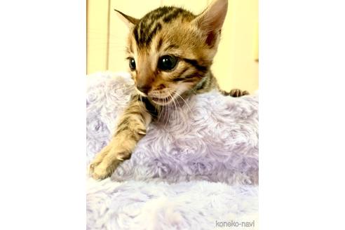 成約済の静岡県のベンガル-52975の68枚目