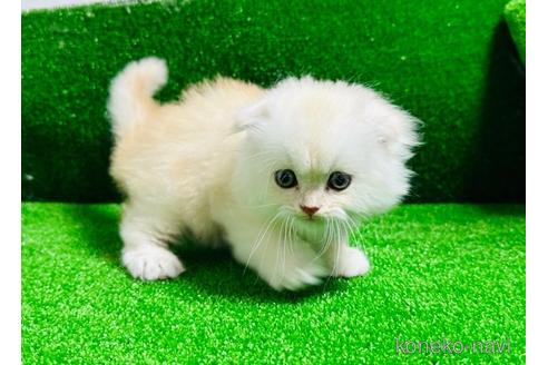 販売中の千葉県のスコティッシュフォールド(折れ耳)-55606