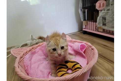 販売中の千葉県のアメリカンカール-52963