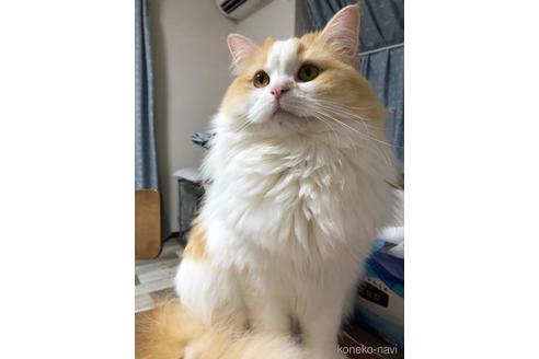 りんちゃん1枚目