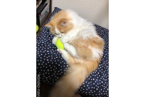 りんちゃん1枚目