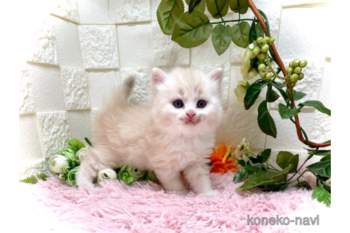 成約済の埼玉県のスコティッシュフォールド-55650の1枚目