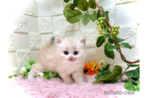 成約済の埼玉県のスコティッシュフォールド-55650の2枚目