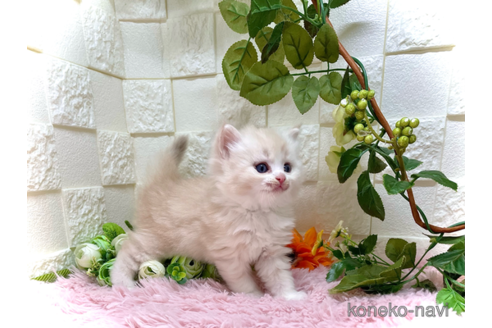 成約済の埼玉県のスコティッシュフォールド-55650の3枚目