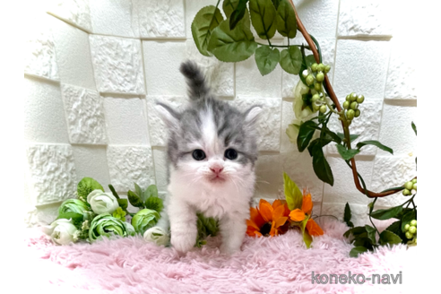成約済の埼玉県のスコティッシュフォールド-55651の2枚目