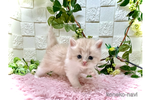成約済の埼玉県のスコティッシュフォールド-55652の1枚目