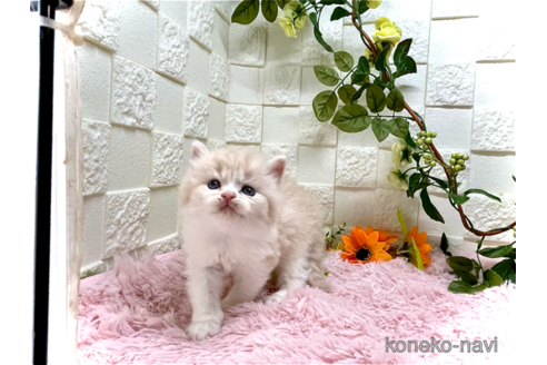 成約済の埼玉県のスコティッシュフォールド-55652の4枚目
