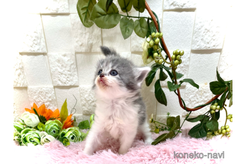成約済の埼玉県のスコティッシュフォールド-55653の3枚目