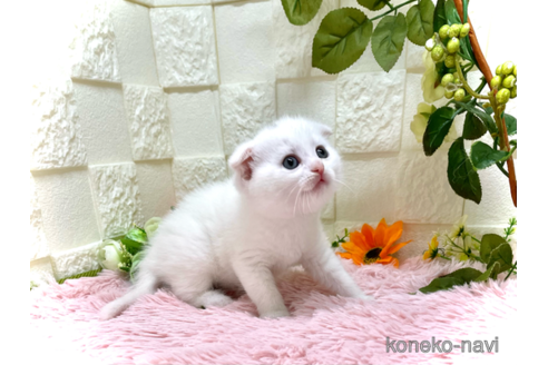 成約済の埼玉県のスコティッシュフォールド(折れ耳)-55658の2枚目