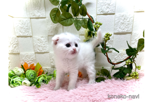 成約済の埼玉県のスコティッシュフォールド(折れ耳)-55658の3枚目