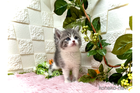 成約済の埼玉県のスコティッシュフォールド-55719の3枚目