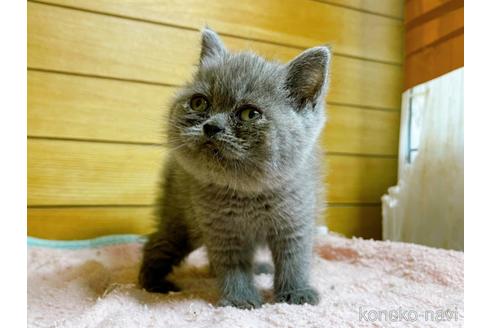 成約済の東京都のエキゾチックショートヘア-53882の11枚目