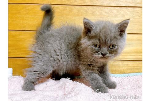 成約済の東京都のエキゾチックショートヘア-53882の10枚目