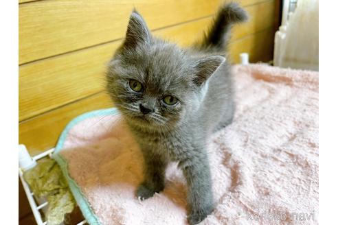 成約済の東京都のエキゾチックショートヘア-53882の8枚目