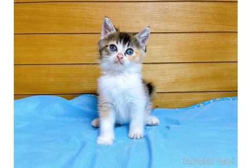 成約済の東京都のマンチカン-53887の6枚目