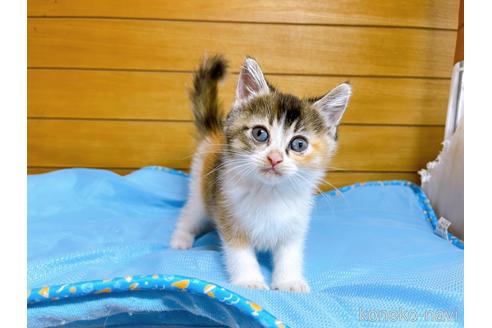 成約済の東京都のマンチカン-53887の7枚目