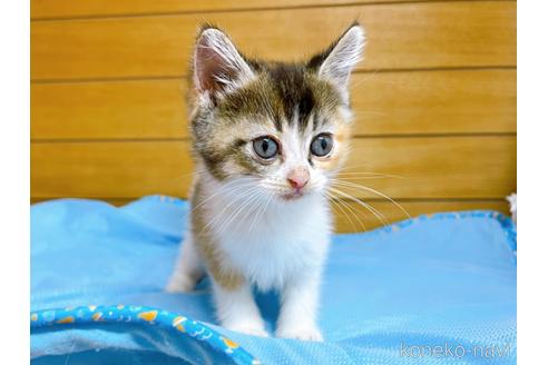 成約済の東京都のマンチカン-53887の8枚目