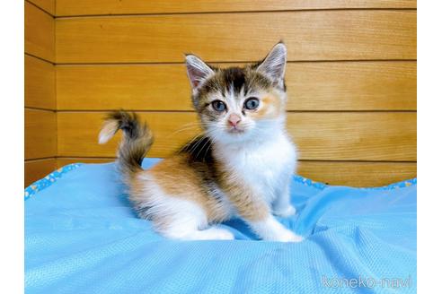 成約済の東京都のマンチカン-53887の2枚目