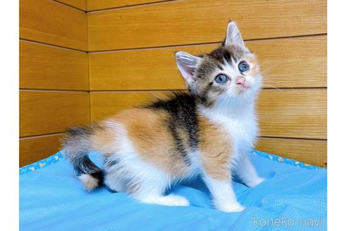 成約済の東京都のマンチカン-53887の1枚目