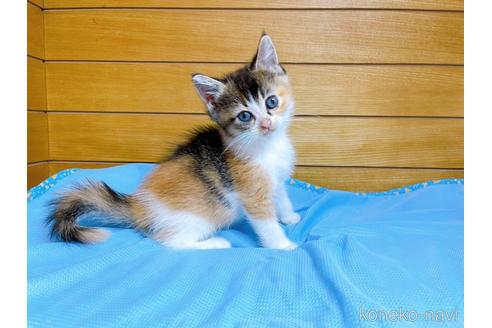 成約済の東京都のマンチカン-53887の3枚目