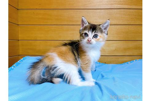 成約済の東京都のマンチカン-53887の4枚目