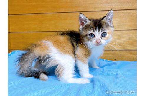 成約済の東京都のマンチカン-53887の5枚目