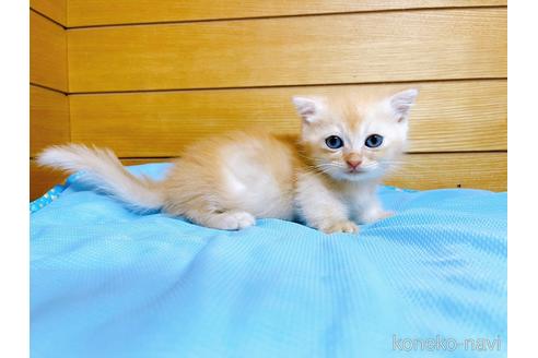 成約済の東京都のマンチカン(短足)-53888の8枚目