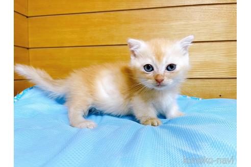 成約済の東京都のマンチカン(短足)-53888の9枚目