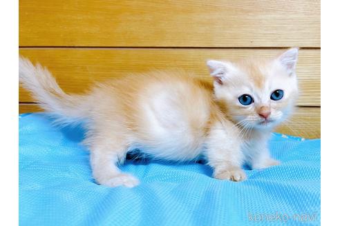 成約済の東京都のマンチカン(短足)-53888の10枚目