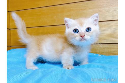 成約済の東京都のマンチカン(短足)-53888の11枚目