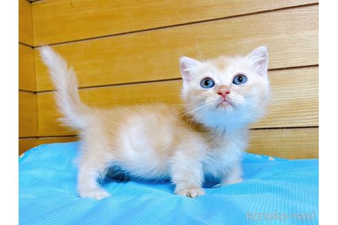 成約済の東京都のマンチカン(短足)-53888の12枚目