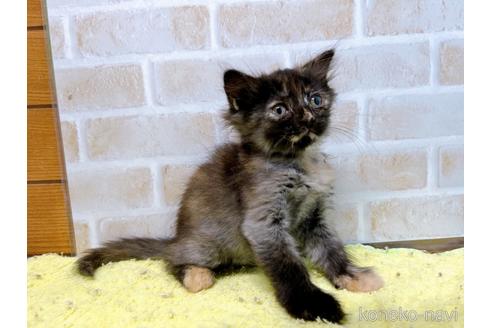 成約済の東京都のマンチカン-55905の8枚目