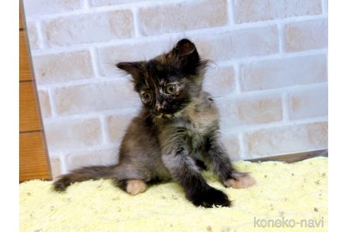 成約済の東京都のマンチカン-55905の9枚目