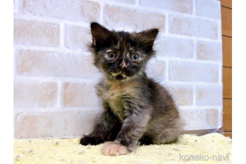 成約済の東京都のマンチカン-55905の10枚目