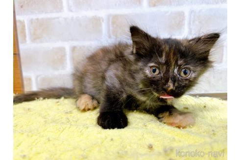 成約済の東京都のマンチカン-55905の11枚目