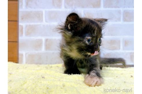 成約済の東京都のマンチカン-55905の12枚目