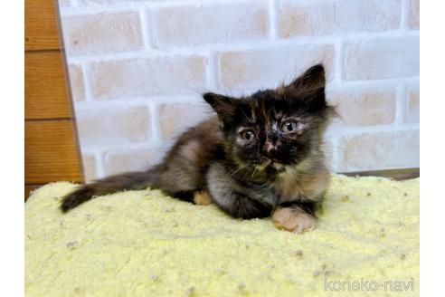 成約済の東京都のマンチカン-55905の13枚目