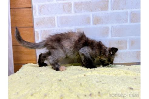 成約済の東京都のマンチカン-55905の6枚目