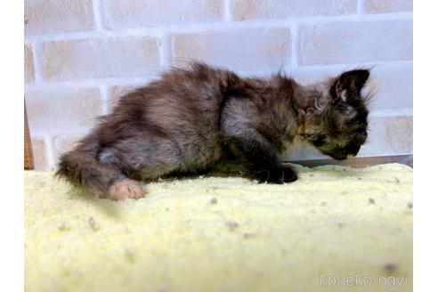 成約済の東京都のマンチカン-55905の7枚目