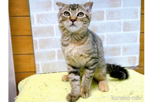 成約済の東京都のスコティッシュフォールド(折れ耳)-49535の5枚目