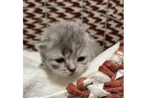 成約済の香川県のフォールデックス-55951の1枚目