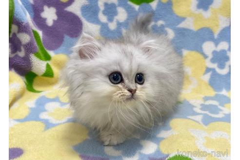 成約済の神奈川県のペルシャ(チンチラ)-52316の2枚目